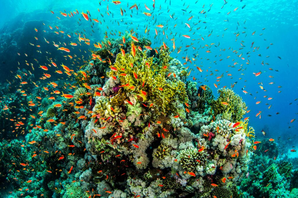 Climat, biodiversité : comment informer ?